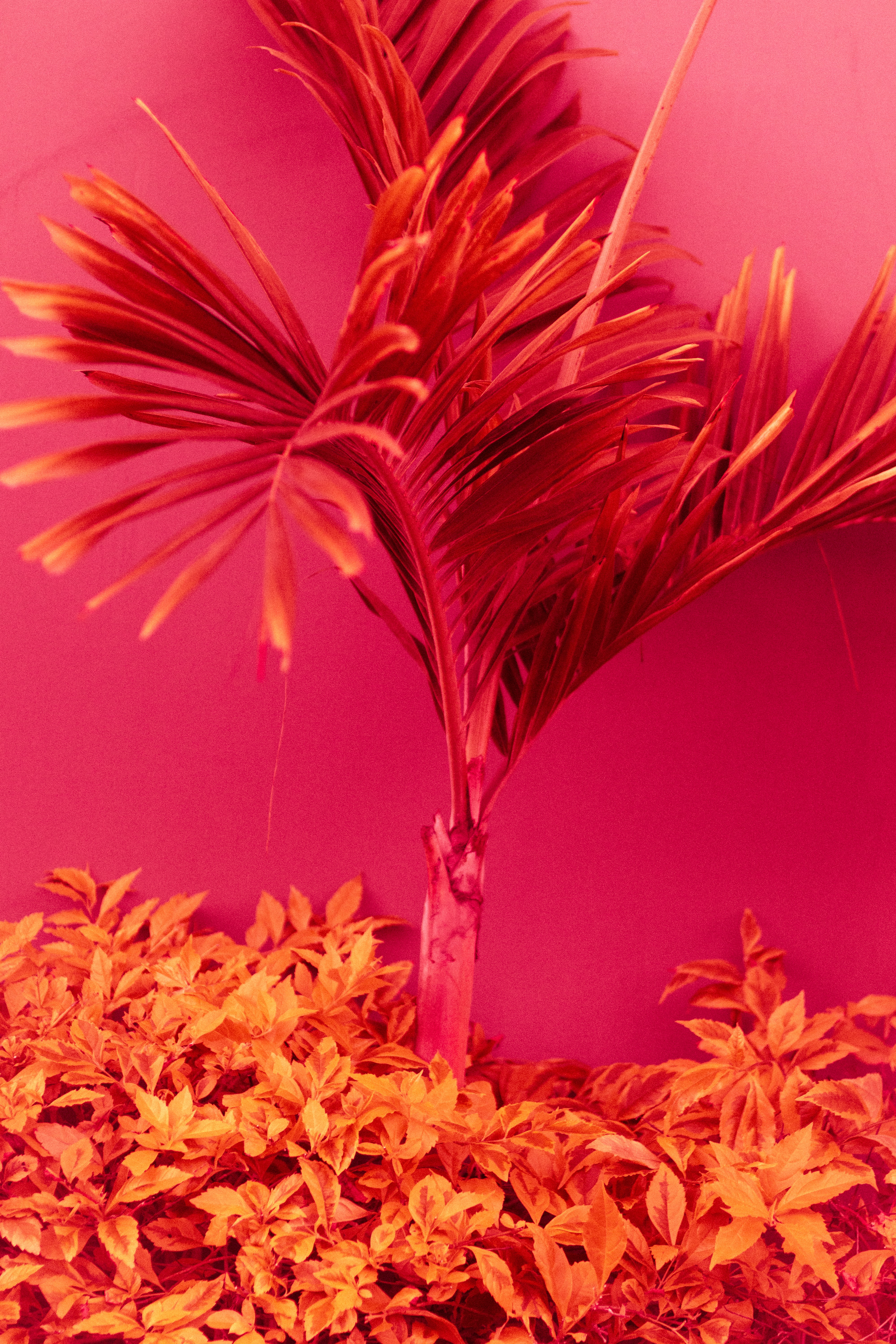 A fern plant lit in yellow against a pink background